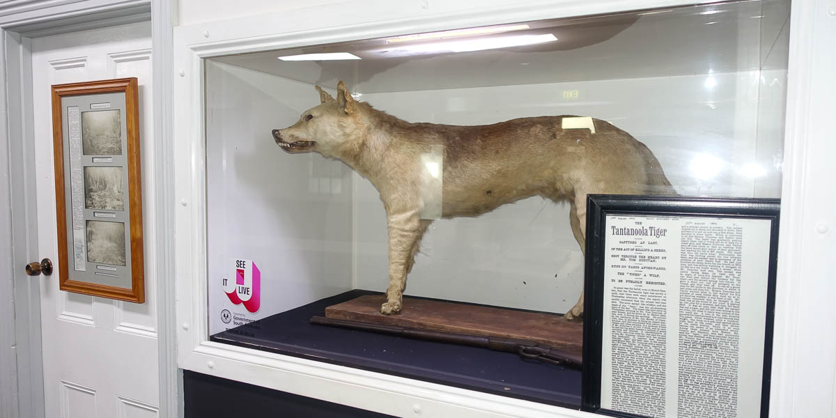 Tantanoola Tiger Hotel Photo